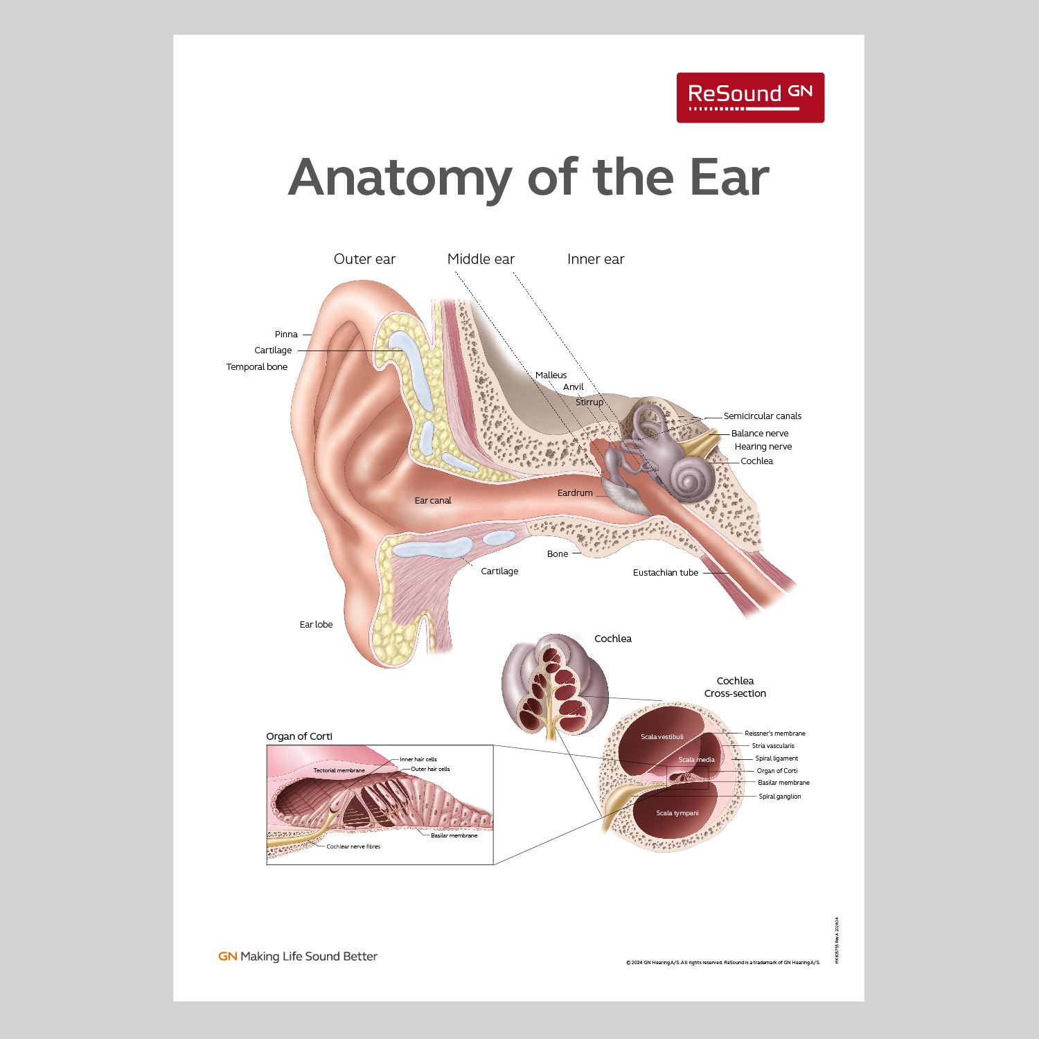 AnatomyOfEar_19x27in MK605755_rA