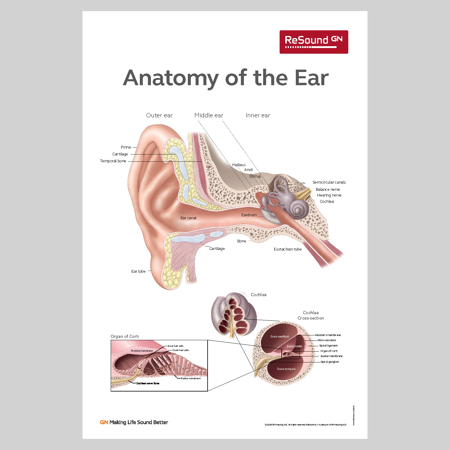 AnatomyOfEar_24x36in MK605755_rA